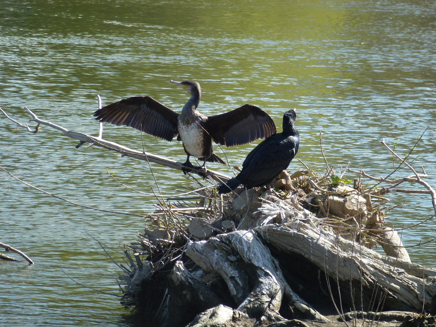  Cormorants 